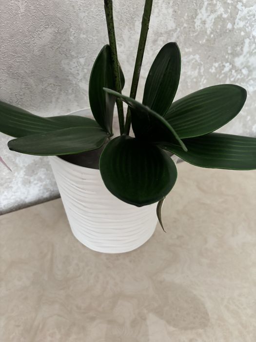 Орхідея. Кімнатні квіти