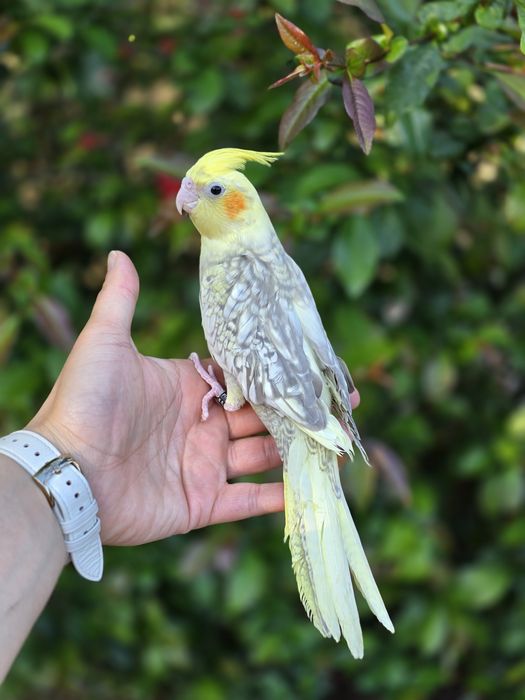 Caturras Domesticadas