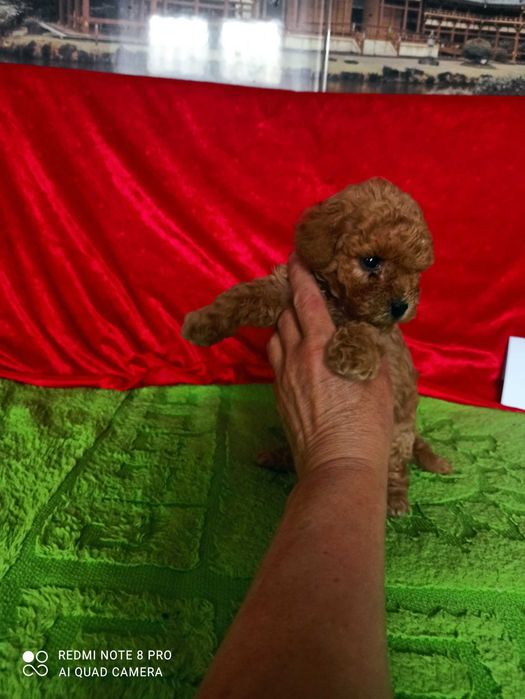 Щенки мини мальтипу