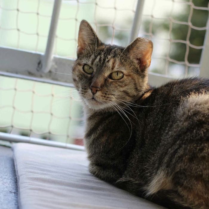 Buba bura kotka do adopcji