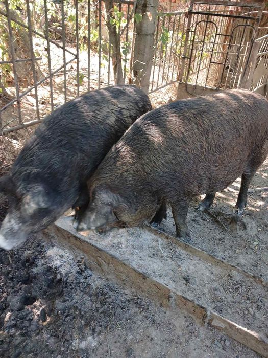 Венгерска мангалица свиня з 15 жовтня