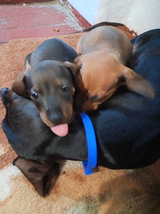 Собаченнята такси