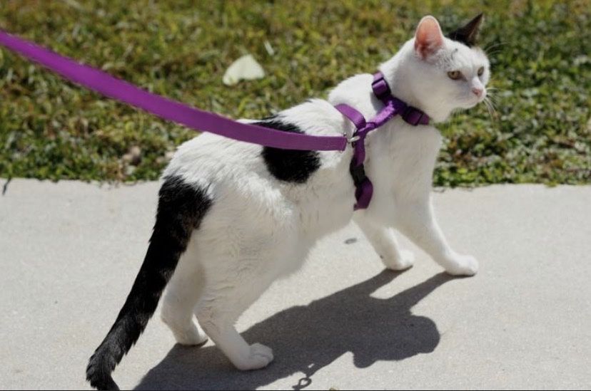 Passeios & Pet Sitting