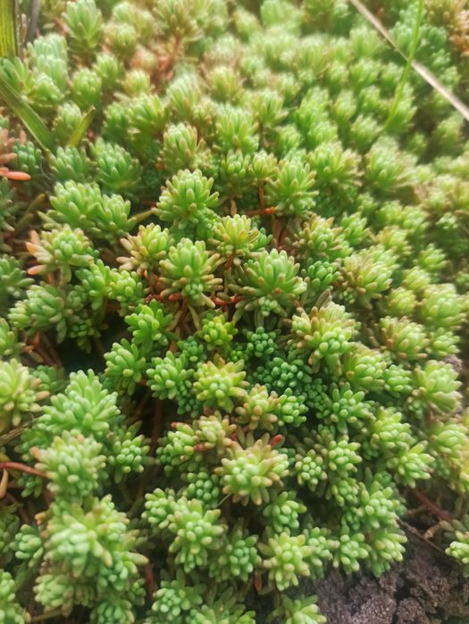 Седуми ( Очитки)