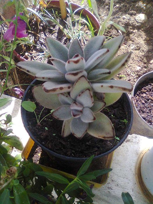 Plantas Suculentas