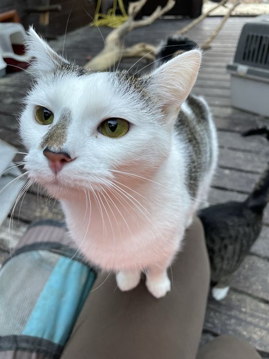Do adopcji-Szałwia