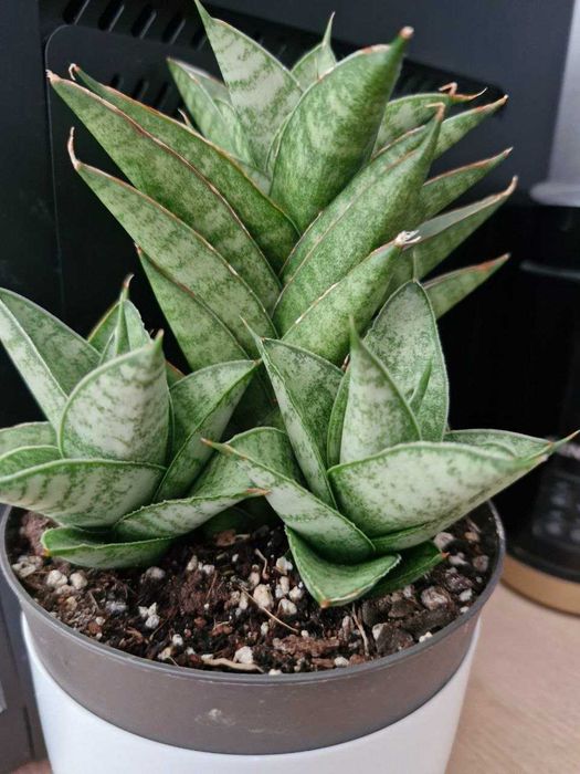 Sansevieria #Nadwyzka #Sprzedam