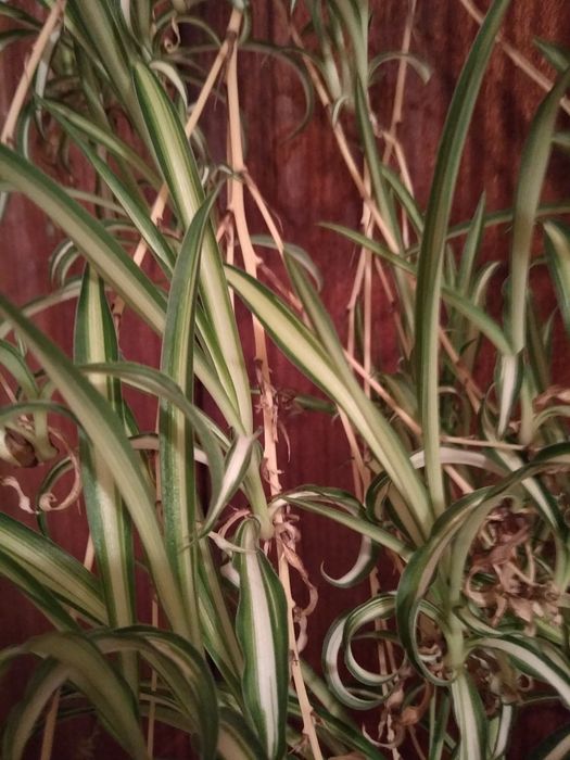 Хлорофітум. Бонни