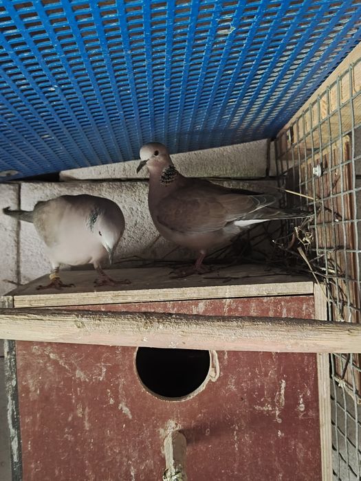 Sprzedam parę gołąbków
