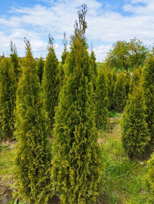Thuja Szmaragd gęsty 120-130cm Kraków