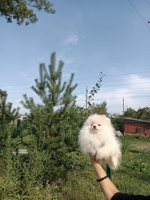 Міні дівчинка пом шпіцульки зі Львова.