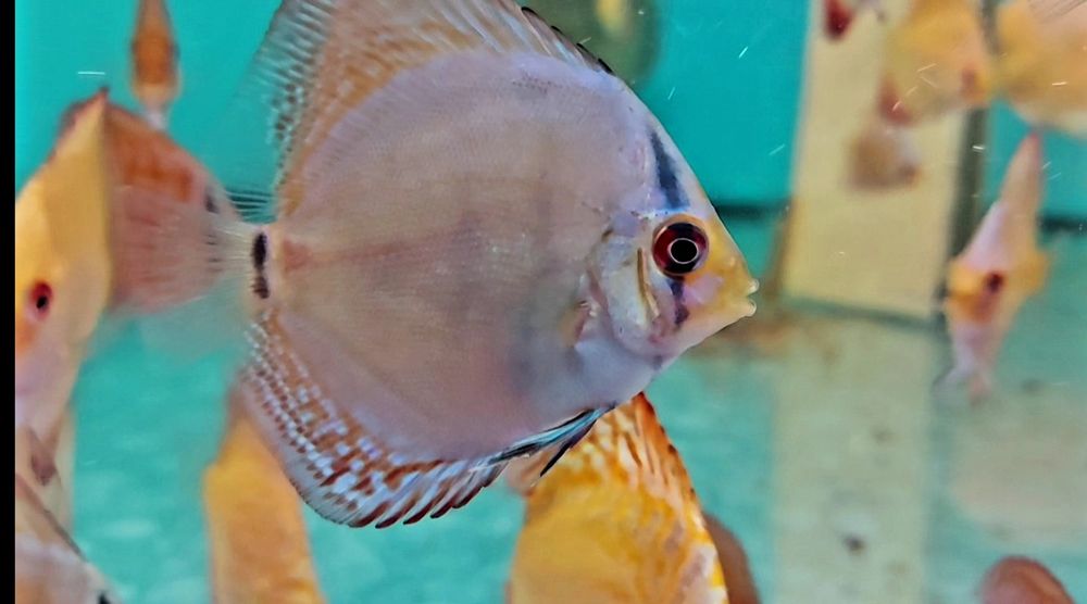 Дискус Discus  Дискуси