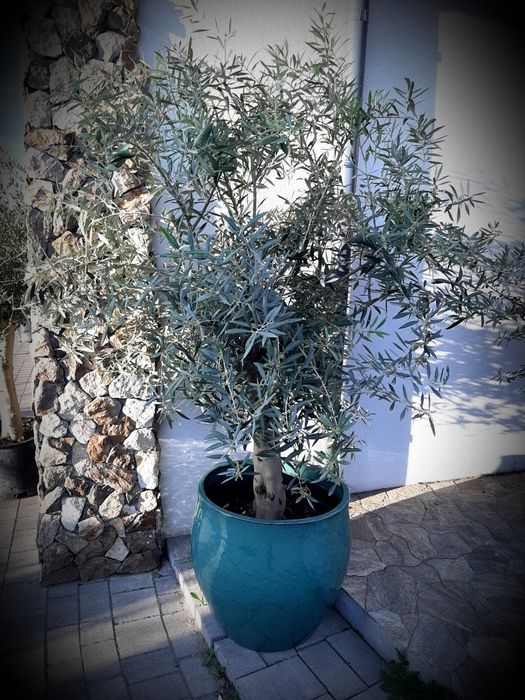 Drzewka oliwne, oliwki, olea europea