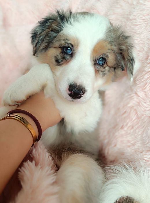 Border Collie lilac tricolor  merle suczka niezwykle rzadka