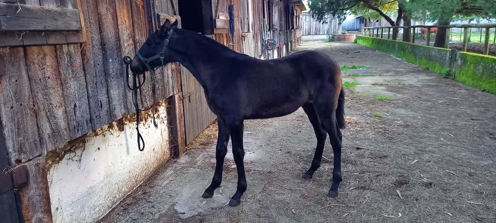 Poldra Lusitana   Muito Tipica