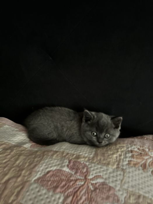 Шотланські кошенята