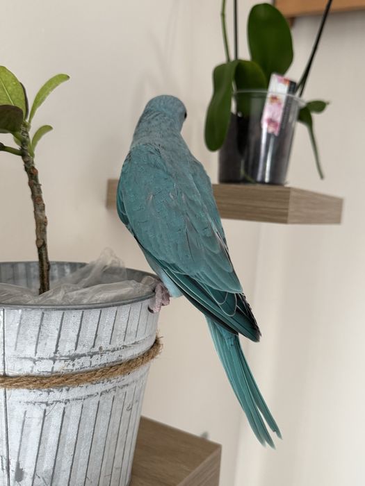 Ring Neck Azul/Cc Macho