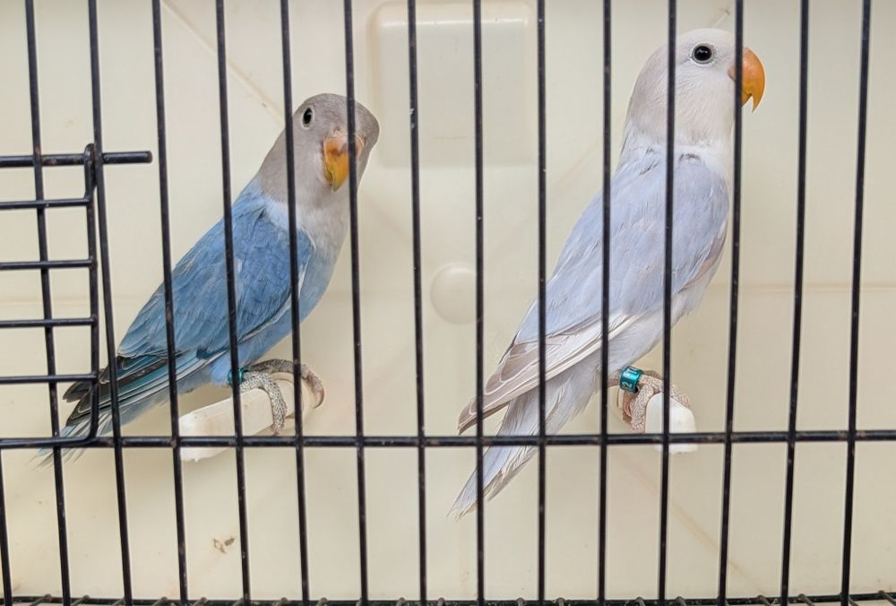 Agapornis Roseicollis - casal com certificado de sexagem