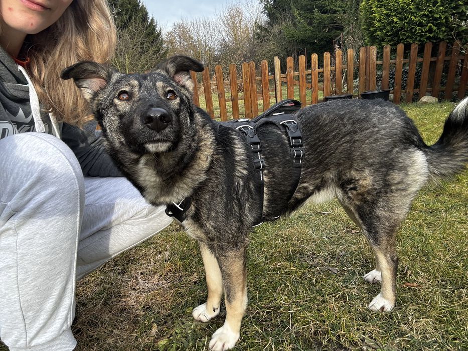 3-letni aktywny kastrowany psiak szuka domu