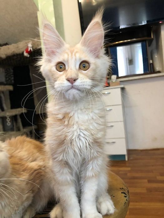 Мейн кун  рудий хлопчик і дівчинка.