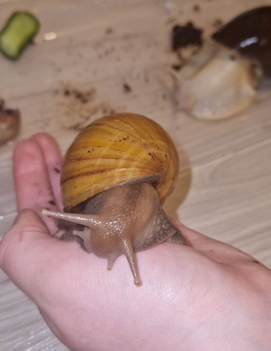 Młode ślimaki achatina