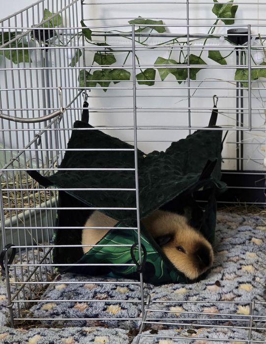 Handmade Hamaczek dla gryzonia