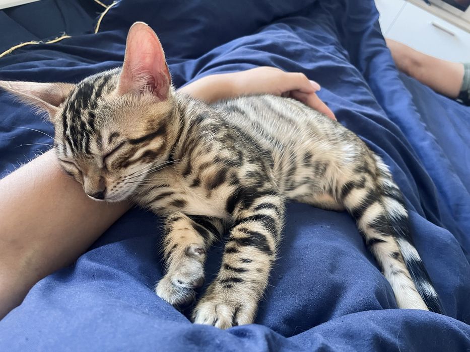 Бенгальський котик