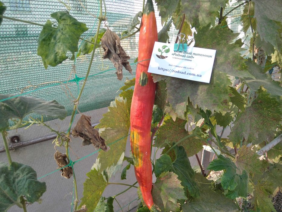 Огірки насіння (23 сорти) огурец семена є безкоштовна доставка