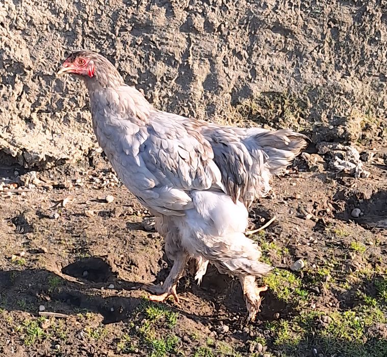 Sprzedam hoguty vayandotte.