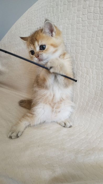 Золотая шотландская кошечка