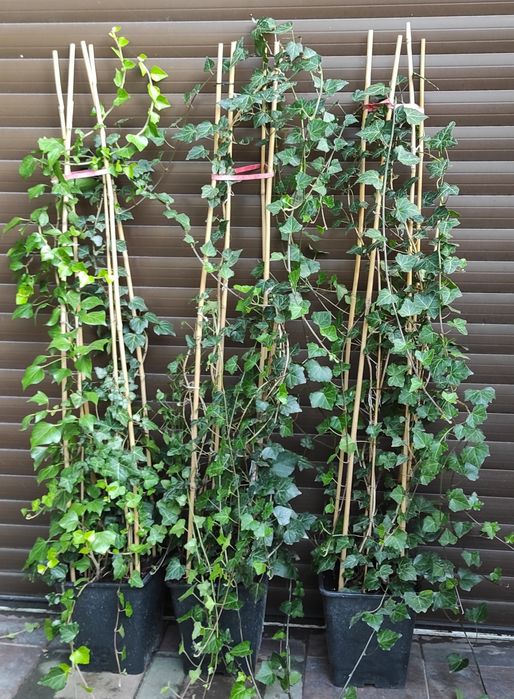 Bardzo duże bluszcze Hedera Helix 200cm-300cm