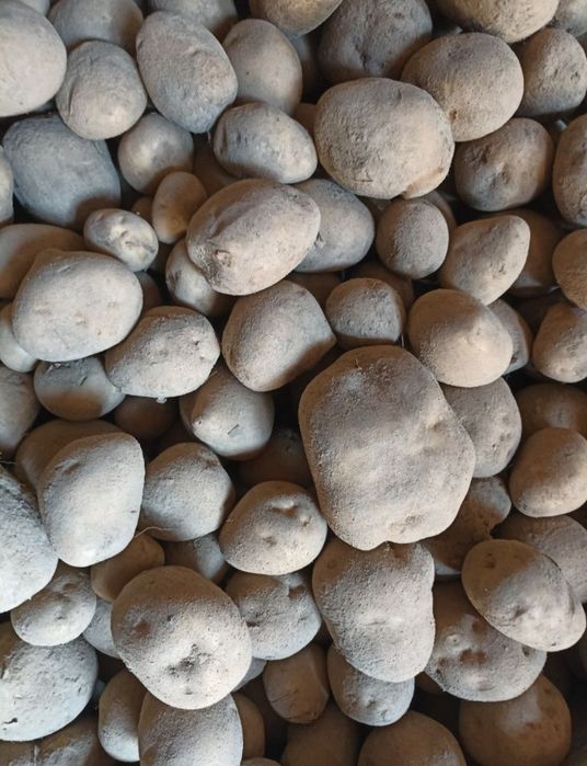 Ziemniaki jadalne workowane