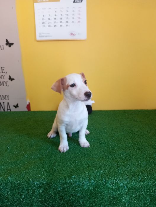 Ostatni Piesek Jack Russell terrier