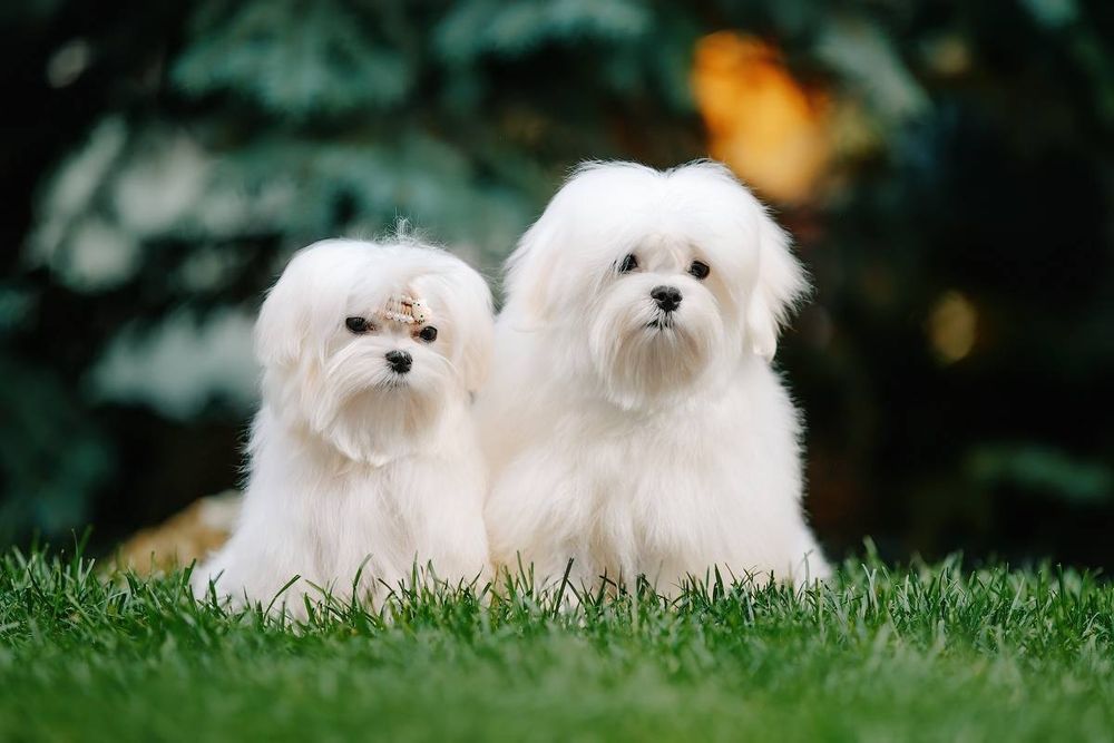 Профессиональный питомник предлагает