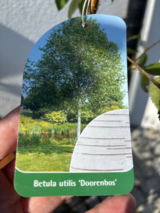 Brzoza użyteczna Doorenbos betulus utilis szczepione brzozy 200cm
