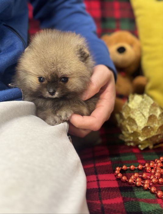 Ексклюзив!Супер-міні хлопчик КСУ