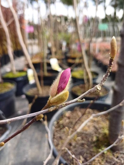 Magnolie różne odmiany klony palmowe rododendrony wierzba pleciona