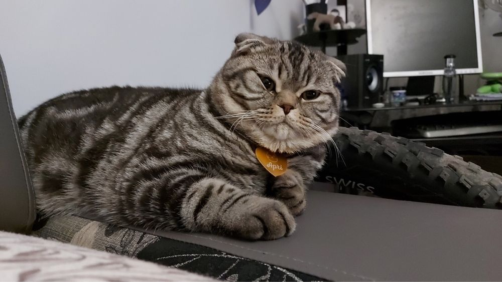 В’язка шотландський висловухий котик