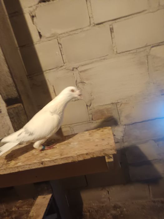 Sprzedam gołębia staropolski samica MOŻLIWOŚĆ WYSYŁKI