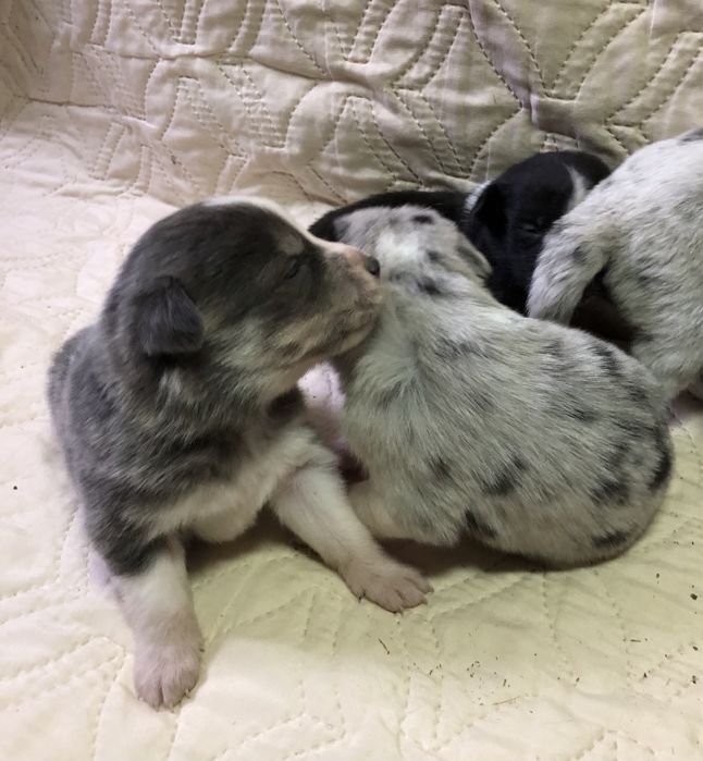 Щенки бордер колли