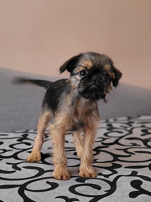 Дівчинка брюссельського гріффона