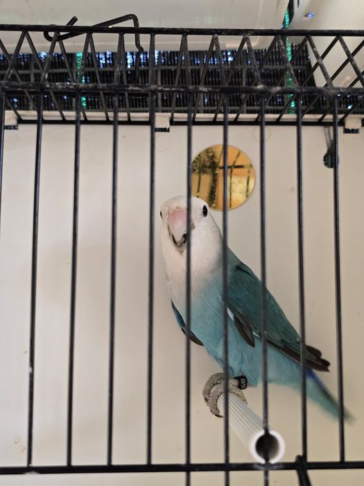 Agapornis Roseicollis Machos