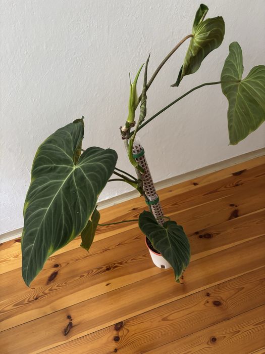 Philodendron Splendid