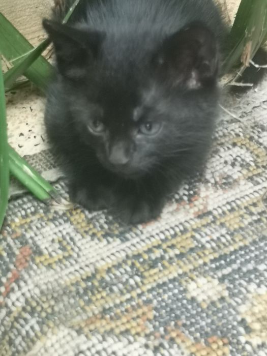 Gatinhos bébés doação