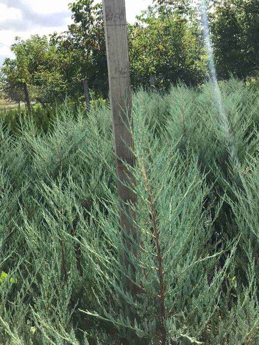 Ядівець блю ароу 1.3м