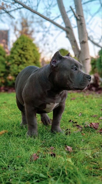 American Bully Pocket pies