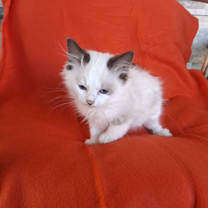 Ragdoll kotka rodowód +wyprawka