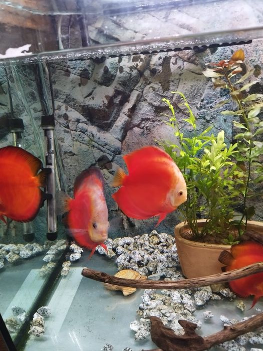 Paletki Dyskowce Red Melon