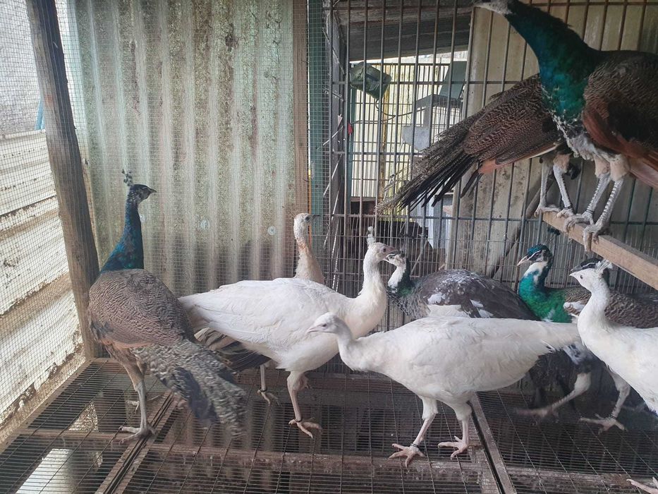 Pavões brancos e azuis