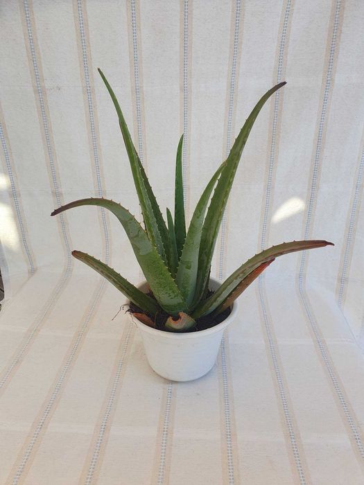 Planta - Aloé Vera